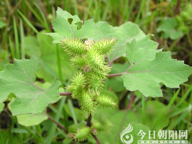 【今日朝阳网】有关苍耳和凤仙花的记忆