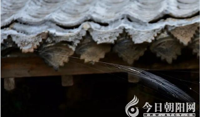 点击查看大图