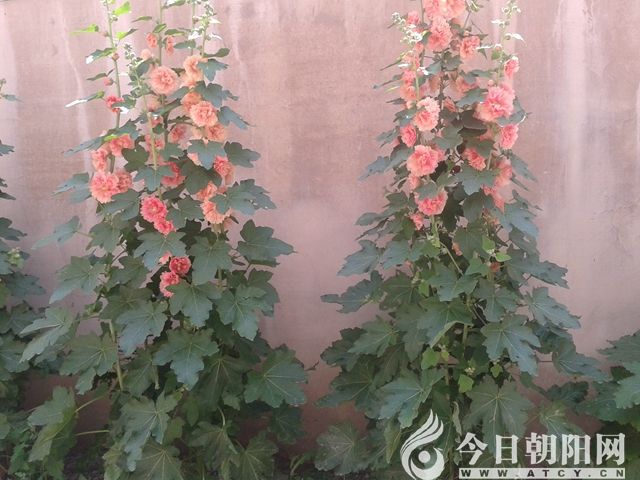 点击查看大图