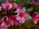 【今日朝阳网 摄影作品欣赏】桃之朵朵