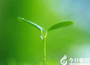 【今日朝阳网】《心灵独语》系列——希望（赵淑清）