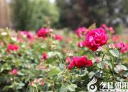 【今日朝阳网】玫瑰与桃树（孙一铭）