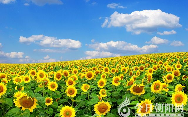 【今日朝阳网】向阳的向日葵(高丽云)