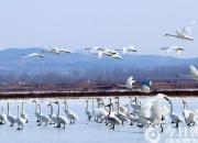 【今日朝阳网】湿地来了天鹅（王欣颖）