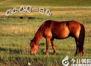 【今日朝阳网】假如我有一匹马（马荣琳）