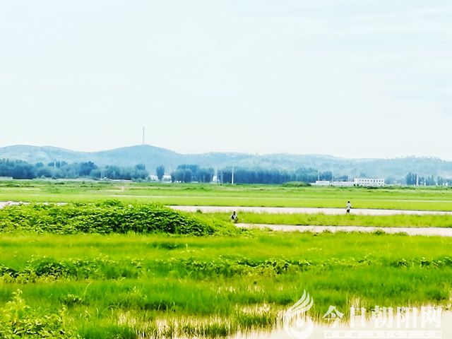 驴园撷趣(之五(王中原)
