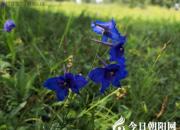 驴园撷趣（之十一）（王中原）