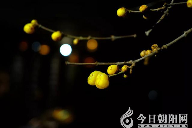 点击查看大图