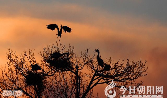 点击查看大图