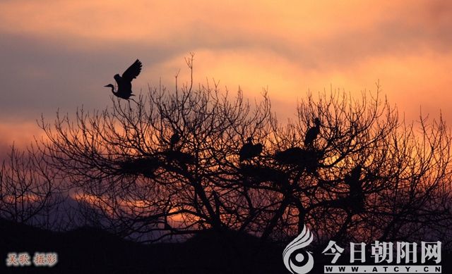 点击查看大图