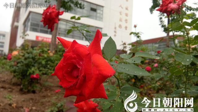 点击查看大图