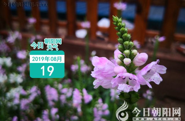 点击查看大图