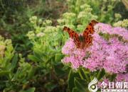 飞入菜花无处寻（王中原）