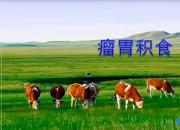 【养殖】瘤胃积食｜公益课（魏坤）