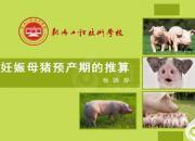 【养殖】妊娠母猪预产期的推算｜公益课（杨晓静）