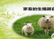 【养殖】家畜的生殖器官｜公益课（冯会中）