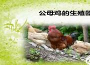 【养殖】公母鸡的生殖器官｜公益课（冯会中）