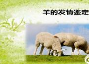 【养殖】羊的发情鉴定｜公益课（冯会中）