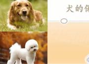 【养殖】犬的保定法｜公益课（魏坤）