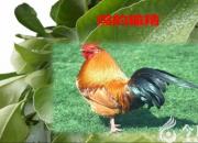 【养殖】鸡的输精｜公益课（冯会中）