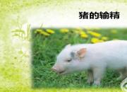 【养殖】猪的输精｜公益课（冯会中）