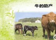 【养殖】牛的助产｜公益课（冯会中）