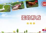 【养殖】蛋的形成｜公益课（杨晓静）
