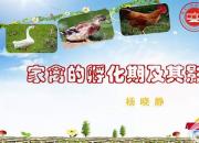 【养殖】家禽的孵化期及其影响因素｜公益课（杨晓静）