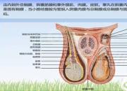 【养殖】阴囊疝｜公益课（孔佳音）