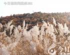 【今日朝阳网】水浒情仇录（一百三十六）（辛生帜汇）