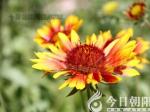 花语启智——天人菊
