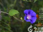 【今日朝阳网】牵牛花（史庆友）