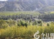 小猪钻进青纱帐（王中原）