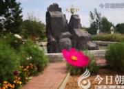 花姿百态——格桑花（陈玉民）