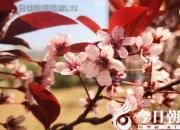 王中原绕口令第474则——吕印书和李运输（王中原）