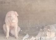 生肖百风——猪（文/陈玉民）