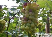 安平农场的葡萄熟了，邀您来观光、尝鲜！