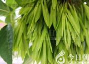 树姿百貌——白蜡树（诗/陈玉民）