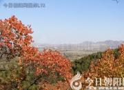 树姿百貌——桉树（陈玉民）