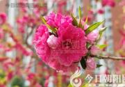 树尖上的桃子（陈雷）