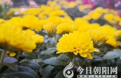 点击查看大图